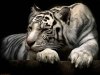 White_ Tiger_ Wallpaper.jpg