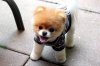 307262-dogs-cute-dog.jpg