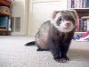 SY_sable_ferret1-by_Sam_Young.jpg