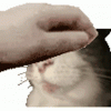 pet-cat.gif