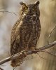 Great_Horned_Owl_s36-36-026_l.jpg