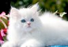 White_Kitten (2).jpg