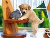 Sweet-puppy-with-bunny-puppies-14749075-1600-1200.jpg