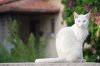 white-cat-blue-eyes.jpg