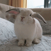 rabbit.gif