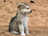 cute_wolf_cub_by_daniellekush-d7aufzz.jpg