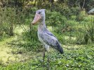 shoebill stork.jpg