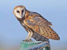 Barn Owl.jpg