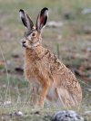 Lepus_europaeus_(Causse_Méjean,_Lozère)-cropped.jpg