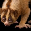 slow loris.jpg