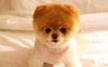 images-of-cute-dogs.jpg