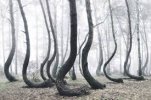 Bent Pine Trees in Poland ...