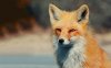 Great-Fox-Wallpaper_15%.jpg