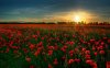 field-of-red-flowers.jpg