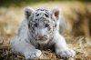 a_six-week-old_white_tiger_baby_1_4c063e9359456.jpg