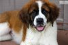 saint-bernard-st-bernard-puppy-picture-eab5e6de-e188-49fa-82c6-583cb77cc05b.jpg