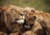 lion-family-hugs-and-love.jpg