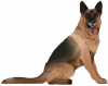 german_shepherd_by_elementwolf266-d9wo9vt.png