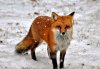 Fox-north-american-red-awsome.jpg