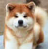 Akita 4.jpg