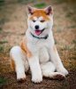 Akita 5.jpg