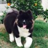 Akita.jpg