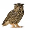 2935333-eurasian-eagle-owl--bubo-bubo-22-months-in-front-of-a-white-background.jpg