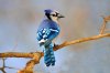 Blue_Jay_KK_APA_2013_28342_232388_BrianKushner.jpg