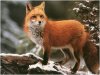 Winter_red_fox_wallpaper-normal.jpg