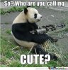 badass-panda_o_687596.jpg