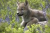 gray-wolf-canis-lupus-pup-amid-lupine-tim-fitzharris.jpg