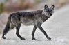 gray_wolf_5932_np.jpg