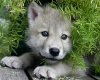 cutewolfpup.jpg