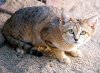 sand_cat.jpg