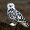 snowy owl.jpg