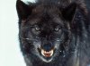 The-Black-Wolf.jpg