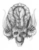 Skull_with_Oak_tattoo_design_by_grimmy3d.jpg