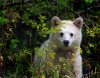 spirit-bear-aka-kermode-cub-melody-watson.jpg