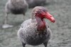 This week at Macquarie Island_ 1 March 2013 — Australian Antarctic ___.jpg