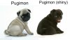 pugimon.jpg