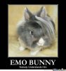 emo-bunny_o_150670.jpg