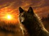 black_wolf_by_wolfroad-d5dzldj.jpg