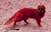 Mongoose 4.jpg