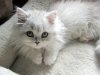Cute-White-Cat.jpg