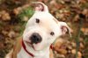 cute-pitbull-dog-pics-fresh-new-hd-wallpapers-of-pitbull-dog.jpg