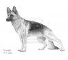 german_shepherd_by_badmasterwolf-d3dclb9.jpg