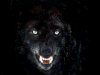 Gothic-Husky-Black-Wolf-Face-Graphics-Pictures-Images-For-Myspace-Layouts-44934.jpg