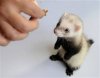 ferret_jpg_1869685c.jpg