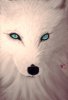 white_fox_by_airofsummer-d5nvzyn.jpg