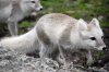 arctic_fox_stock_15_by_grayeyesstock.jpg